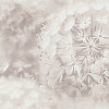 HC72408-21 